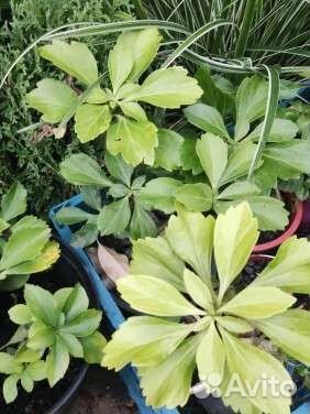 Пахизандра вечнлзеленый почвокровник