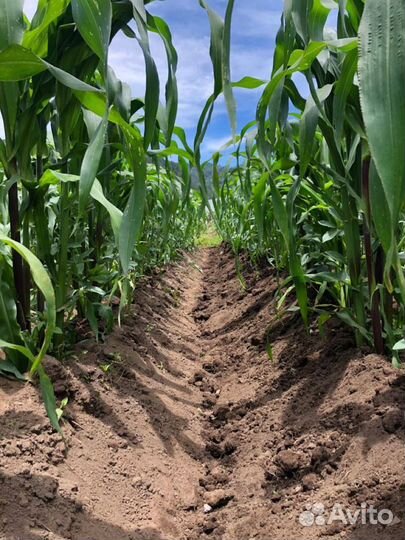 Купить грунт для рассады плодородный