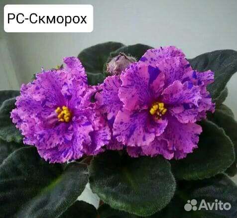 Сортовые фиалки