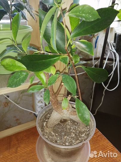 Фикус гинсенг