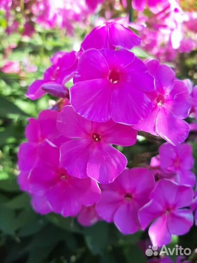 Фиалка, Флоксы, Хризантемы