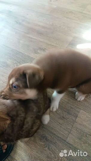 Щенки хаски,мама с документами,1 месяцев