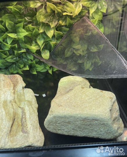 Набор для агамы