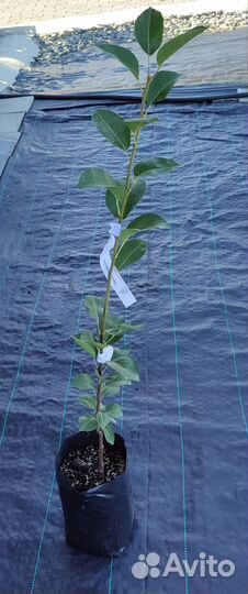 Саженцы груш