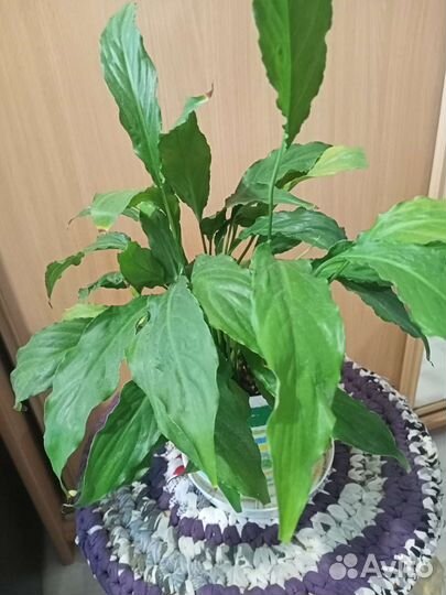 Спатифиллум