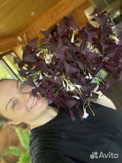 Комнатеые цветы (отводки)