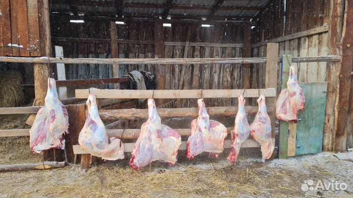 Продам мясо говядина домашняя