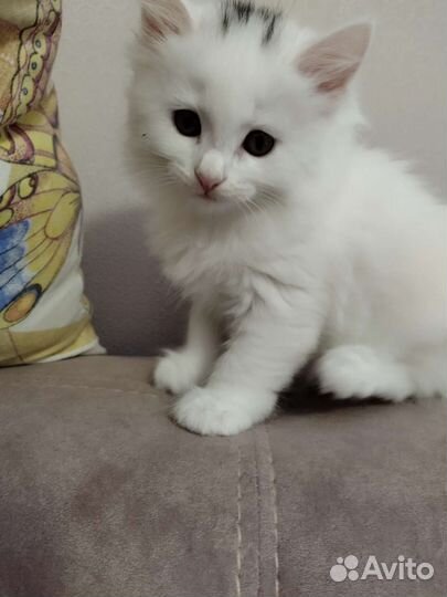 Котёнок девочка 2 месяца