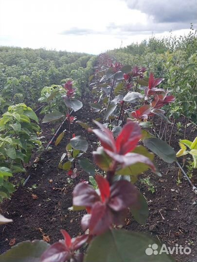 Яблоня недзвецкого и роялти