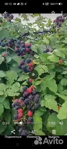 Все для сада и огорода