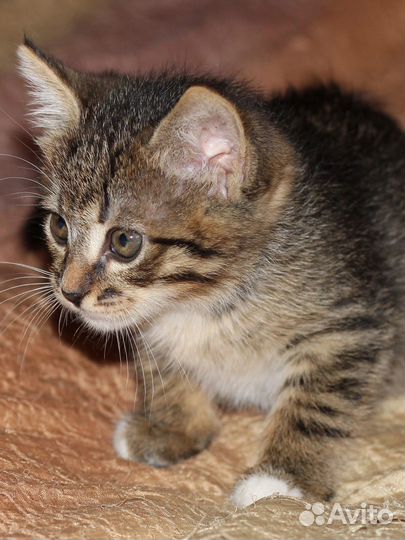 Котенок Джоник