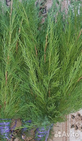 Веники для бани березовые с душицей