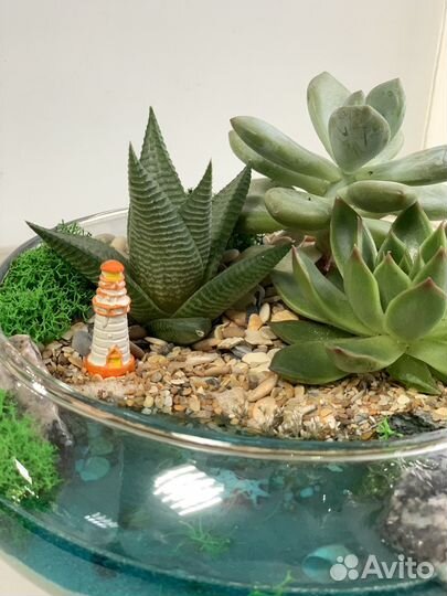 Флорариум суккуленты