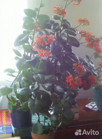 Цветы комнатные, лекарственные