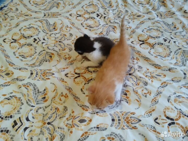 Отдам котят В добрые руки