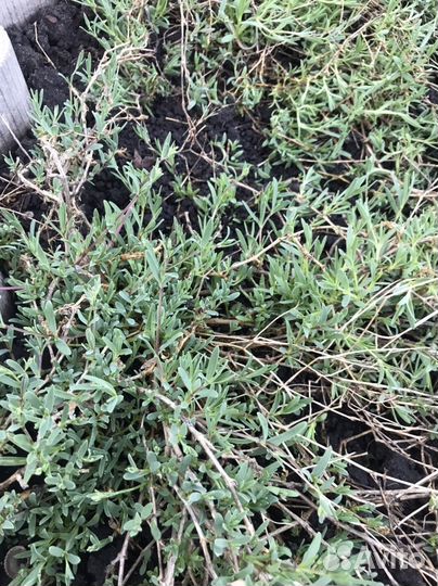 Многолетник