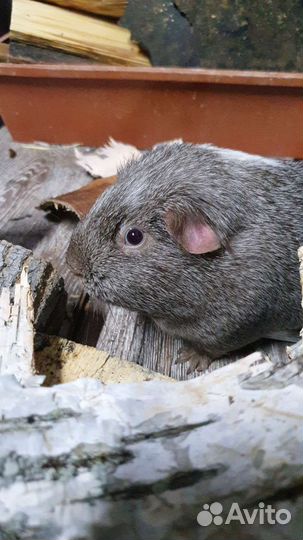 Морская свинка