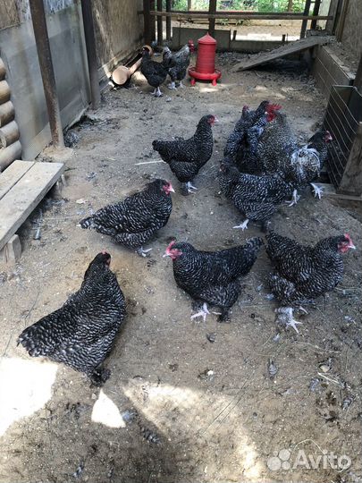 Куры мехеленская кукушка