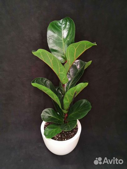 Фикус лирата бамбино в интерьерном горшке 17/65