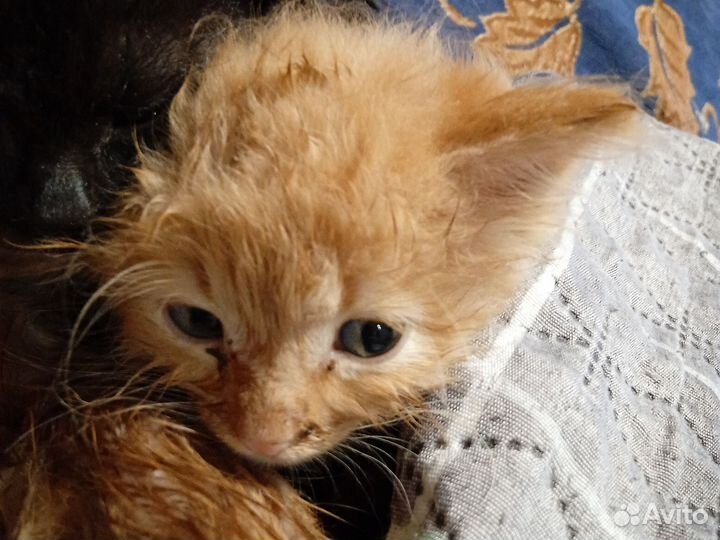 Котята в добрые руки бесплатно