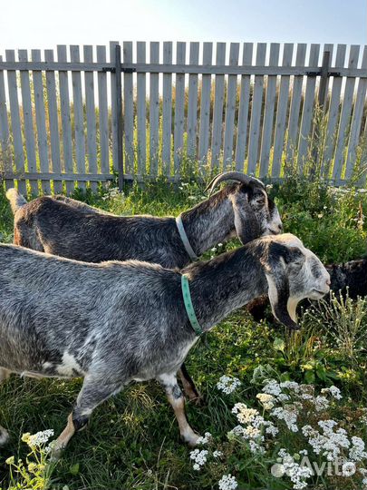 Англо нубийские козочки