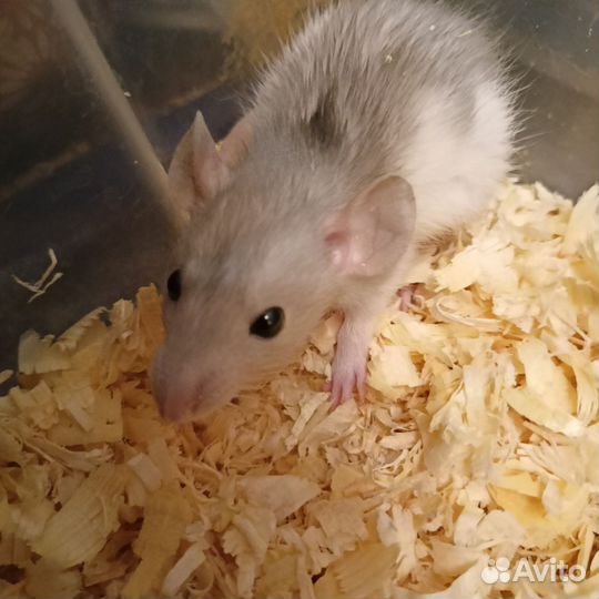 Крысята Дамбо