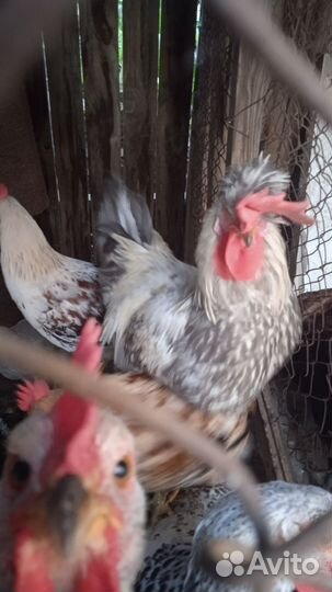 Куры петухи