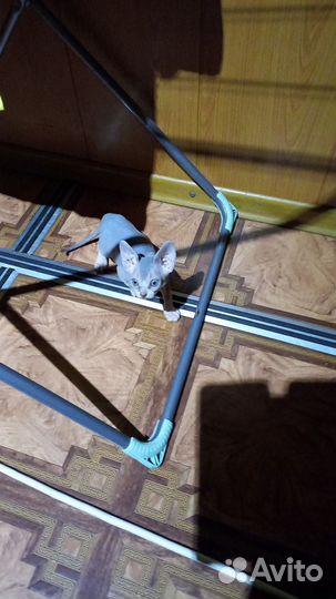 Котята сфинкс