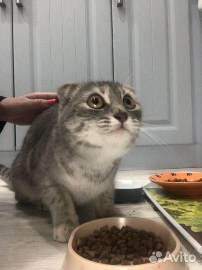 Нашли кошку