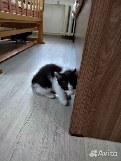 Отдам в добрые руки