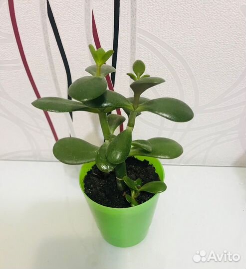 Красула толстянка