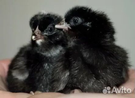 Цыплята доминант голубой, крапчатый, черный