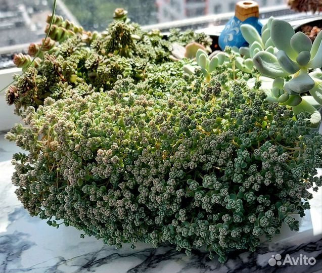 Суккуленты на срез