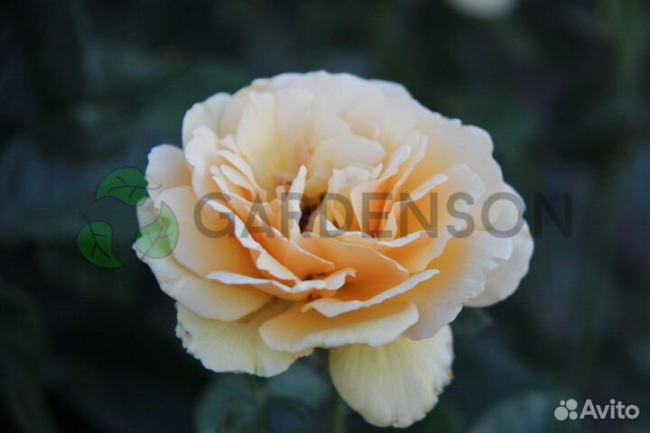 Саженцы роз оптом (450 сортов) - Амбер квин(Amber