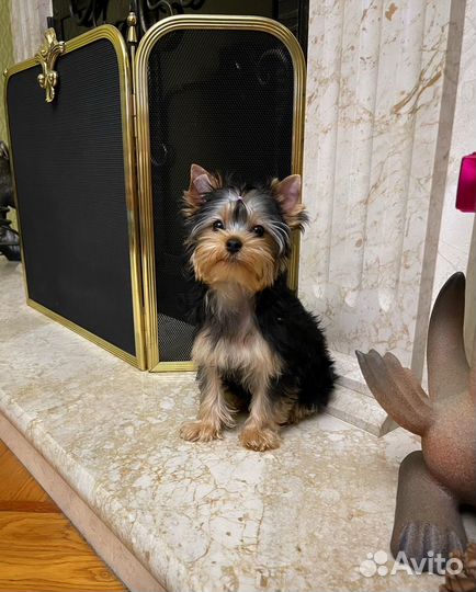 Йоркширский терьер