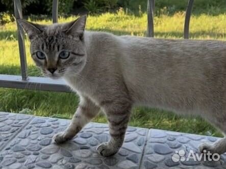 Отдам кота в добрые руки