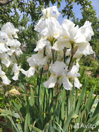 Ирисы бородатые