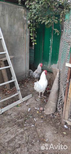 Куры петухи
