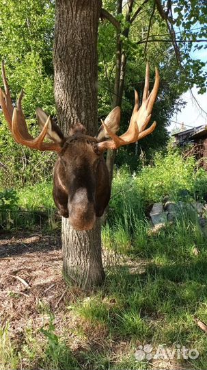 Голова лося чучело