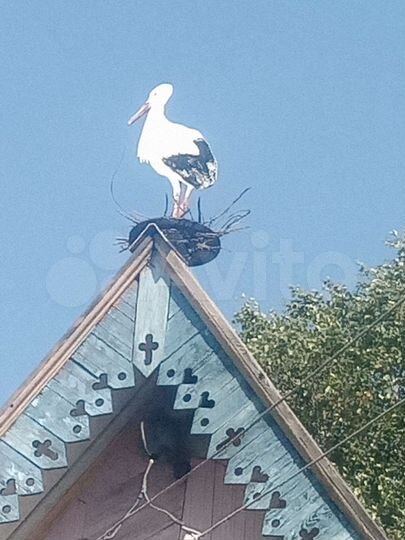 Дом 55 м² на участке 12 сот.