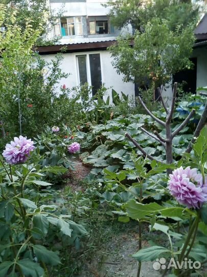 Георгины клубни