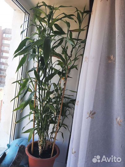 Драцена Сандера (Бамбук )