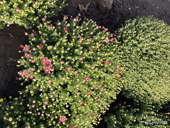 Хризантемы мультифлора