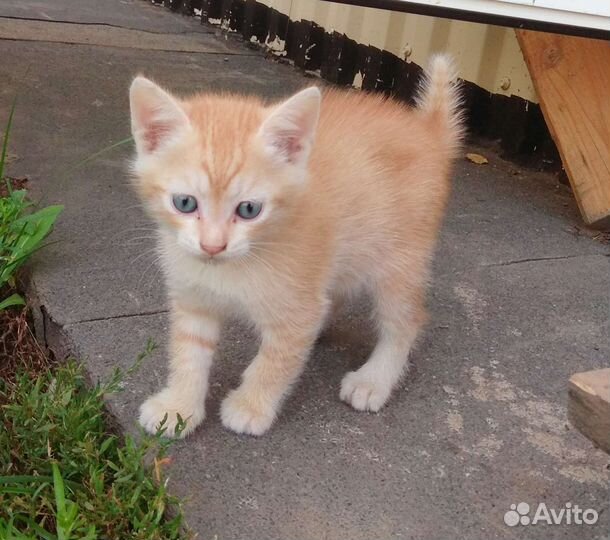 Котята бежевые рыжие вислоухие