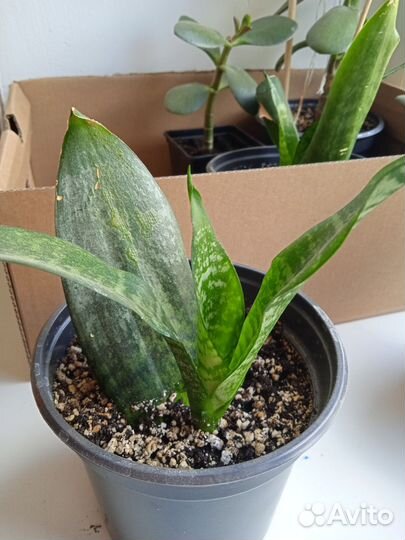 Сансевьерия