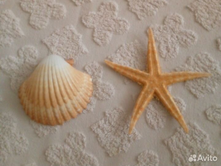 Морская раковина, звезда