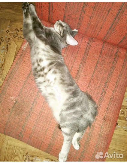 Котик Арчи