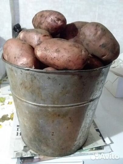 Продаю домашнюю картошку