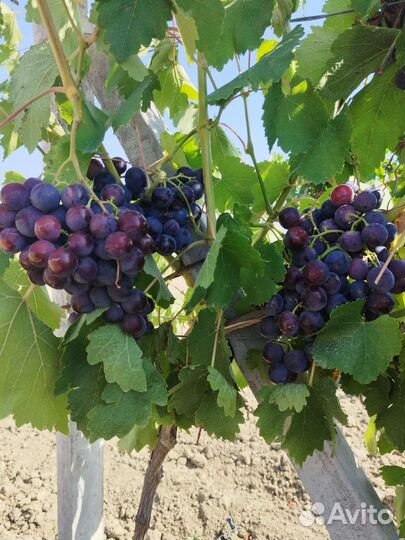 Виноград