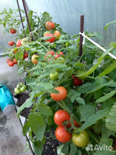 Семена томатов